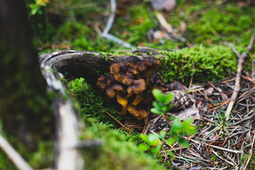 Yellow foot mushrooms under tree root closeup in Spain forest