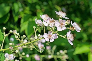 Brombeerblüten im Frühling