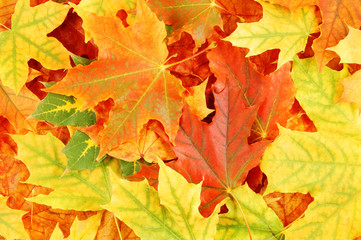 Naklejka na ściany i meble Autumn colorful maple leaves background