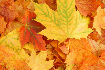 Naklejka na ściany i meble Colorful maple leaves isolated on white background