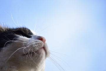 Close up black and white cat looking sky