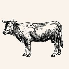 cow isolated on white background vintage handmade