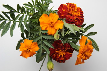 Marigold orange and bordo flowers bouquet on white background