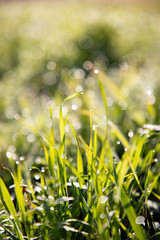 Obraz premium Closeup of grass with water drops and dew