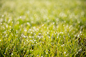 Closeup of grass with water drops and dew
