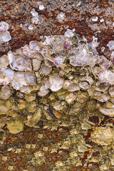 oyster shell on stone open matte mother-of-pearl surface marine design wild flora marine life background