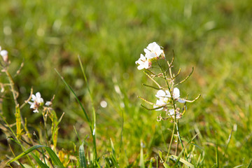 White flower on the grass