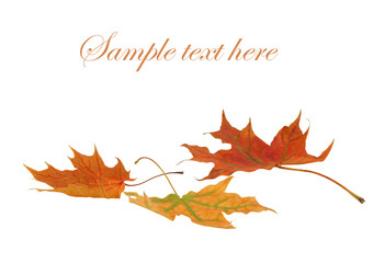 Three maple leaves isolated on white with room for text