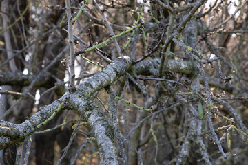 Tree branch without leaves and spider webs