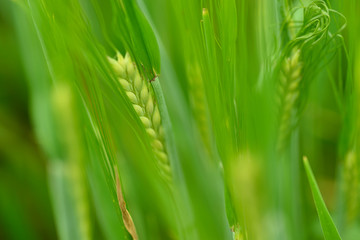 Close-up of young green barley in the field