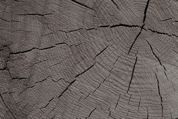 tinted wooden texture background. cracked gray monochrome base rustic eco close-up base design