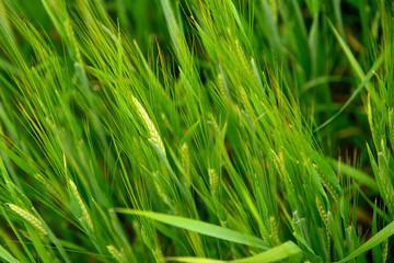 Close-up of young green barley in the field