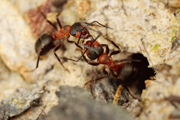 Two fighting ants