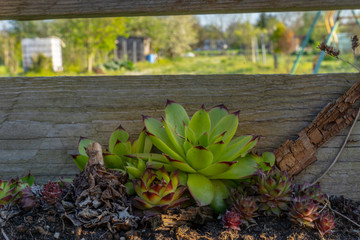 Cactus in front of a wooden fence with a view of nature