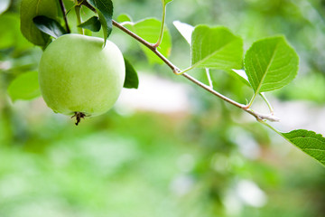 An apple in an orchard