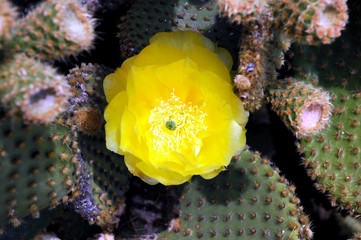 Fleurs de la Côte d'Azur (Midi de la France)