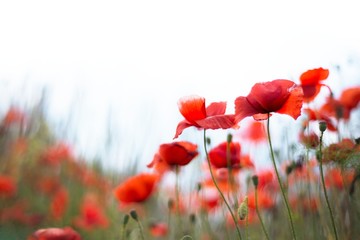 Naklejka premium poppy field of poppies