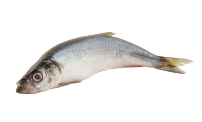 Herring fish isolated on white