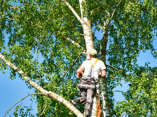 Fototapeta premium Mature male tree trimmer high in birch tree, 30 meters from ground, cutting branches with gas powered chainsaw and attached with headgear for safe job