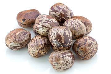 Rubber Seeds (Hevea brasiliensis) isolated on White Background