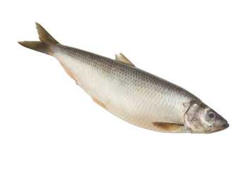Herring fish isolated on white background