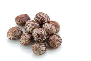 Rubber Seeds (Hevea brasiliensis) isolated on White Background