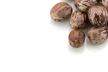 Rubber Seeds (Hevea brasiliensis) isolated on White Background