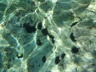 fish in sea underwater 