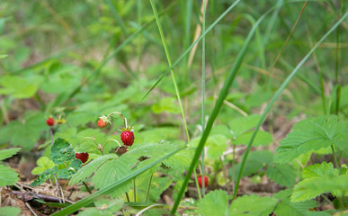 Wild strawberry plant with green leafs and ripe red fruit in the forest.
