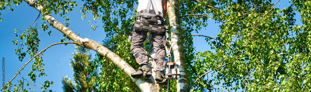 Wall mural Mature male tree trimmer high in birch tree, 30 meters from ground, cutting branches with gas powered chainsaw and attached with headgear for safe job