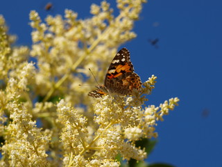 Mariposas de España Vanessa Cardui vanesa de los cardos