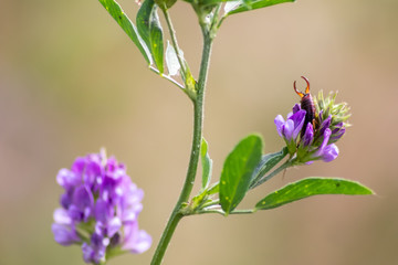 Ohrenkneifer versteckt sich in schöner violetter Blüte auf der Jagd nach Insekten und schutzsuchend vor der Sonne und Fressfeinden