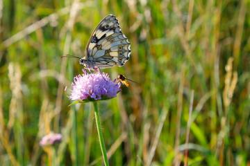 butterfly on flower