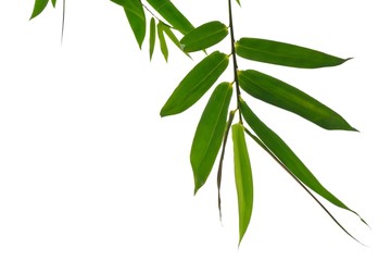 Bamboo leaves with branches on white isolated background for green foliage backdrop 