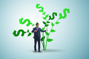 Money tree concept with businessman in growing profits 