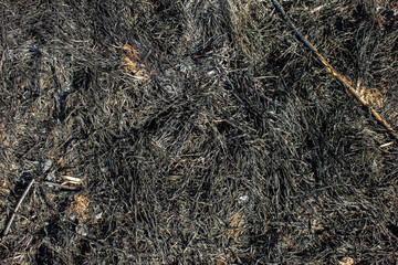Texture and background consisting of burnt black grass and dry twigs. The consequences and danger of forest fires. Burnt ground in a hot and dry period. Careless attitude to nature and the forest.