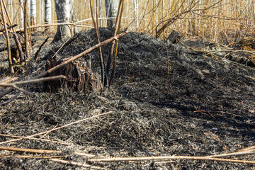 Burnt black grass, branches, bushes and trees as a consequence of a forest fire in the hot summer dry season. Fire hazard in nature. Safety at rest in nature, non-compliance with the rules.