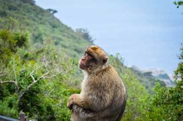 Fototapeta premium close of view of the gibraltar monkeys