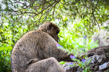 close of view of the gibraltar monkeys