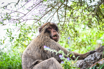 Naklejka na ściany i meble close of view of the gibraltar monkeys