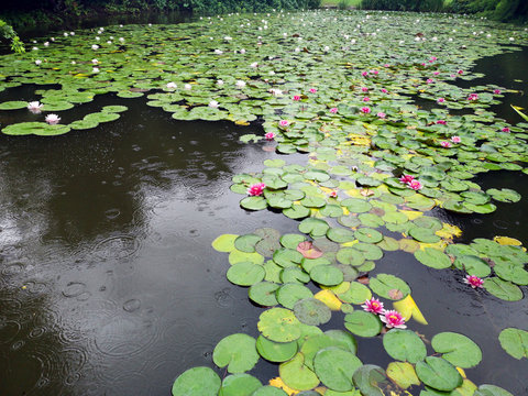 fiori e foglie delle ninfee con la pioggia, flowers and leaves of water lilies in the rain