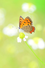 カモミールとベニシジミ