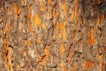 texture of pine tree bark in summer