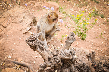 close of view of the gibraltar monkeys