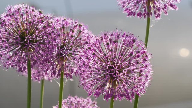 Insects on the onion flower