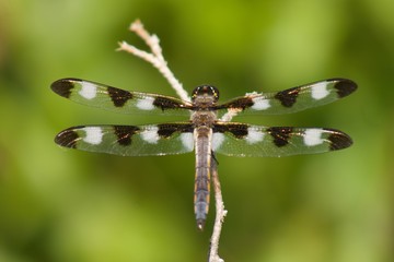 Twelve-spotted skimmer dragonfly sits on branch