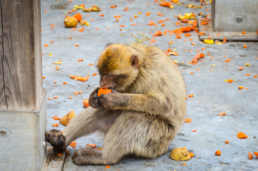 close of view of the gibraltar monkeys