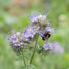 Biene bee blume flower blüte lila raifarn phazelie phacelia bestäubung honig nektar 