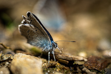 Obraz premium Nahaufnahme eines Bläuling Schmetterling