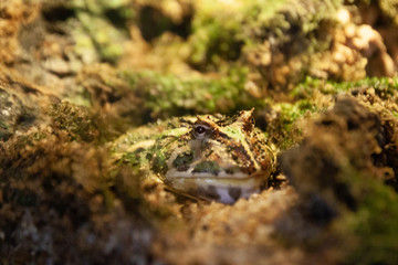The tropical toad with the stones